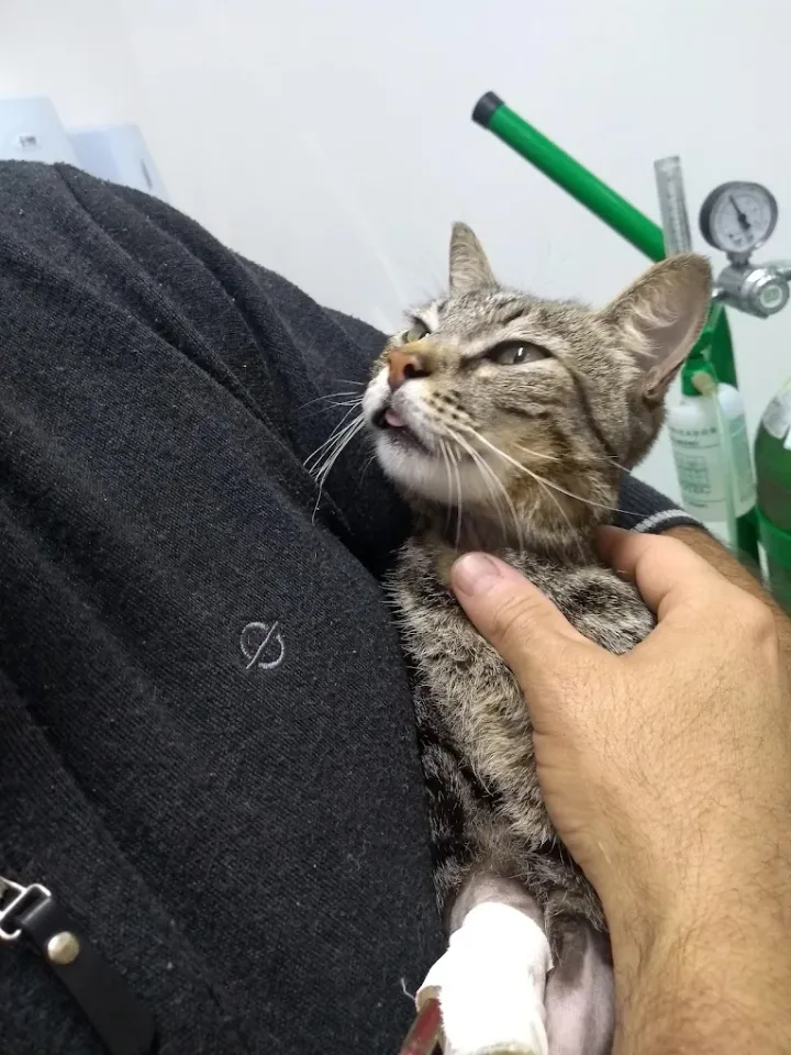 Gato recebendo carinho durante o atendimento