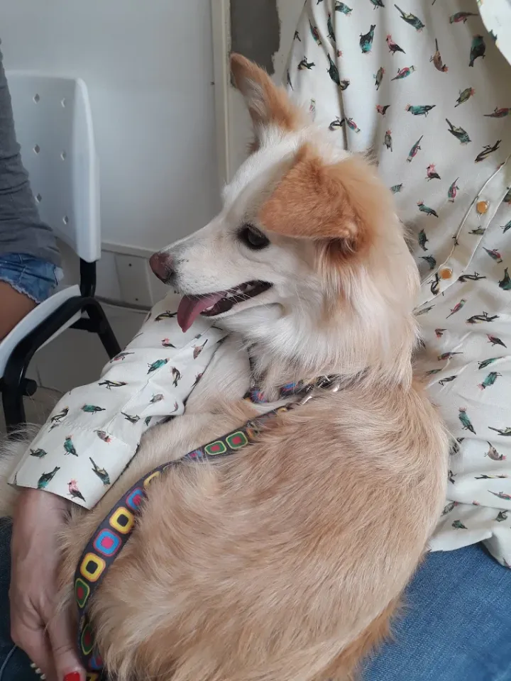Cão no colo da tutora durante o atendimento