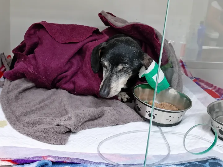 Cão em atendimento de emergência, recebendo soro na internação
