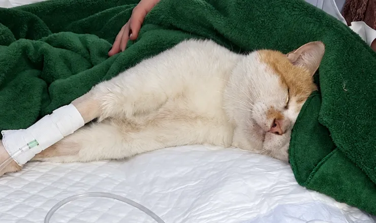 Gato recebendo soro durante o atendimento