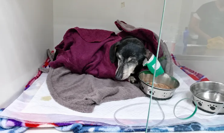 Cão em recuperação na internação